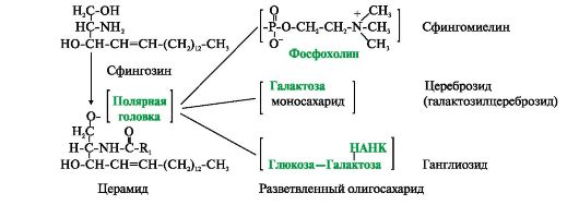 Фотобиологические процессы. Основые правила фотохимии - student2.ru