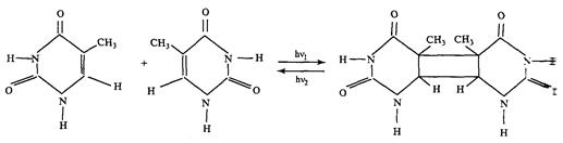 фотохимические превращение днк. - student2.ru