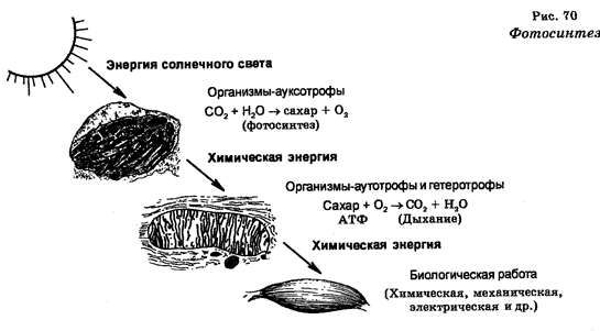 фотосинтез. хемосинтез - student2.ru