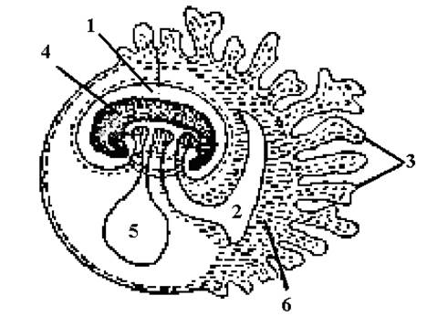 функции провизорных органов анамний и амниот - student2.ru