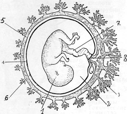 Зародыш млекопитающего схема