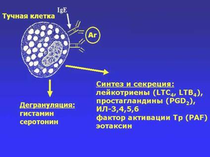 функции соединительных тканей - student2.ru