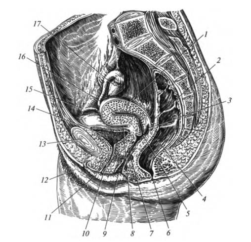 функциональная анатомия половой системы - student2.ru