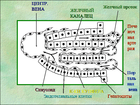 Функциональные пробы печени - student2.ru