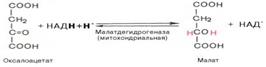 Функционирование малат-аспартатного и глицерофосфатного шунта - student2.ru
