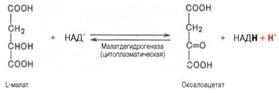 Функционирование малат-аспартатного и глицерофосфатного шунта - student2.ru