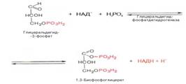 Функционирование малат-аспартатного и глицерофосфатного шунта - student2.ru