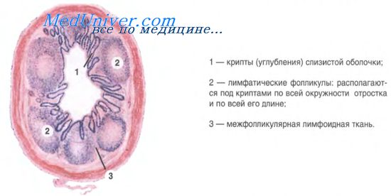 Г. Мышечная и серозная оболочки - student2.ru