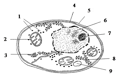 Гамета, гаметангий, гаметофит, гологамия (хологамия), изогамия, гетерогамия, оогамия. - student2.ru