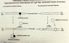 Ген белсенділігінің оперондық моделінің сызбасын сызу және түсіндіру - student2.ru