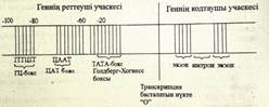 Ген белсенділігінің оперондық моделінің сызбасын сызу және түсіндіру - student2.ru