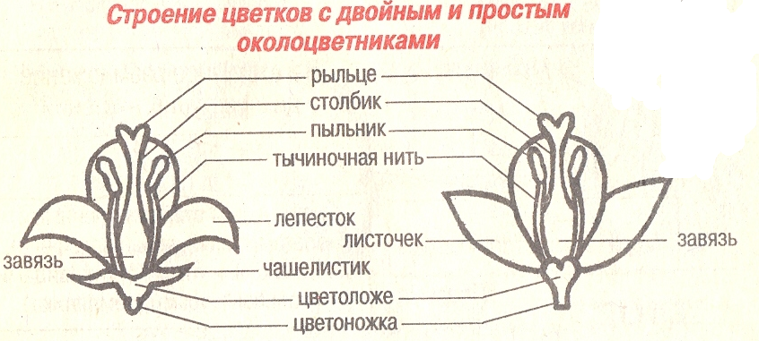 генеративные органы растений - student2.ru