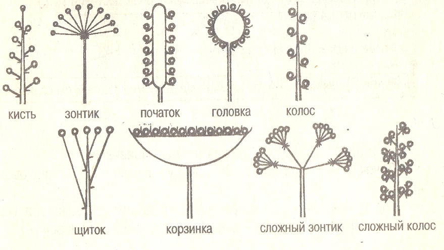 генеративные органы растений - student2.ru