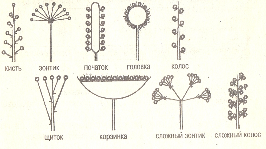 На рисунке соцветие корзинка обозначено буквой