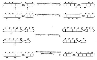Генетические последствия загрязнения окружающей среды и генетический мониторинг - student2.ru