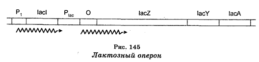 Генетический контроль экспрессии генов - student2.ru