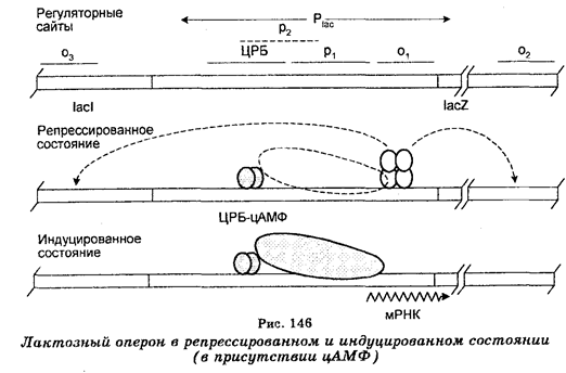 Генетический контроль экспрессии генов - student2.ru