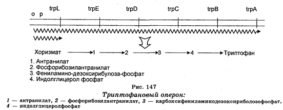 Генетический контроль экспрессии генов - student2.ru