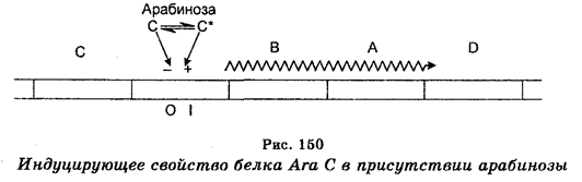 Генетический контроль экспрессии генов - student2.ru