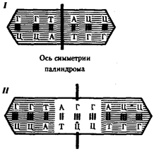 Генетической информации у про- и эукариот - student2.ru