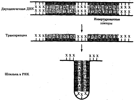 Генетической информации у про- и эукариот - student2.ru