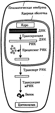 Генетической информации у про- и эукариот - student2.ru