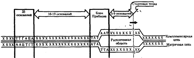 Генетической информации у про- и эукариот - student2.ru