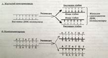 Генетикалық кодтың қасиеттерінің сызбасын сызу және түсіндіру - student2.ru