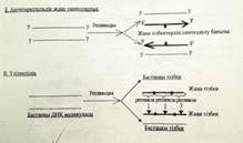 Генетикалық кодтың қасиеттерінің сызбасын сызу және түсіндіру - student2.ru