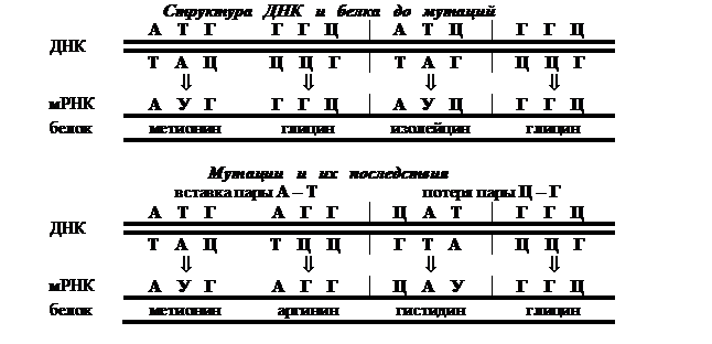 Генные мутации. Последствия мутаций. Методы выявления генных мутаций - student2.ru