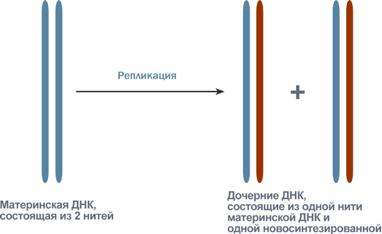 Гибридизация уже широко используется - student2.ru