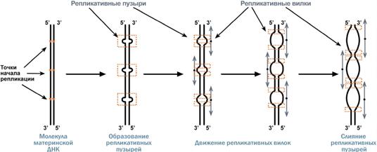 Гибридизация уже широко используется - student2.ru