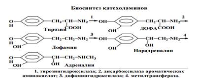 Гипофункция паращитовидных желез (гипопаратиреоидизм) - student2.ru