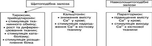 ГІПОТАЛАМО-ГІПОФІЗАРНА СИСТЕМА. Функцію щитоподібної залози, статевих, кори надниркових залоз ре­гулюють гормони передньої частки гіпофіза - student2.ru