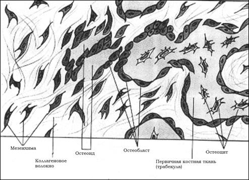 Гистогенез костной ткани - student2.ru