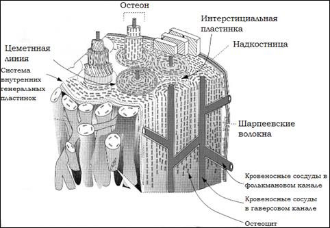 Гистогенез костной ткани - student2.ru