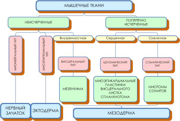 Гладкая мышечная ткань висцерального (внутренностного) типа - student2.ru