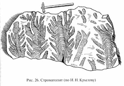 глава 1. развитие жизни в криптозое и загадка нижнего кембрия - student2.ru