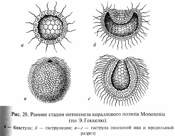 глава 1. развитие жизни в криптозое и загадка нижнего кембрия - student2.ru