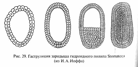 глава 1. развитие жизни в криптозое и загадка нижнего кембрия - student2.ru