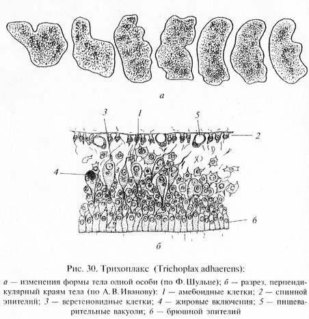 глава 1. развитие жизни в криптозое и загадка нижнего кембрия - student2.ru