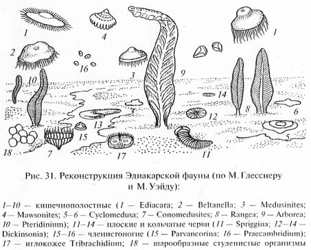 глава 1. развитие жизни в криптозое и загадка нижнего кембрия - student2.ru