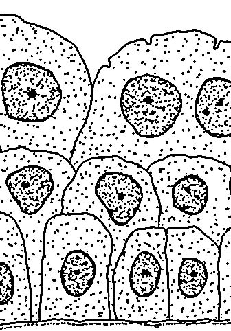 Глава 1. Эпителиальные ткани - student2.ru