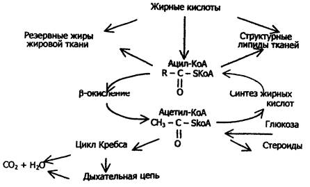 глава 12. обмен нуклеиновых кислот - student2.ru