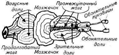 глава 12. эндокринная система рыб - student2.ru