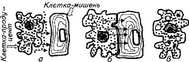 глава 12. эндокринная система рыб - student2.ru