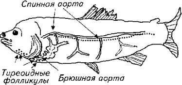 глава 12. эндокринная система рыб - student2.ru