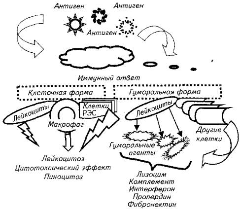 глава 12. эндокринная система рыб - student2.ru