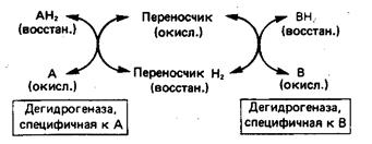 глава 13. биологическое окисление - student2.ru