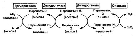 глава 13. биологическое окисление - student2.ru